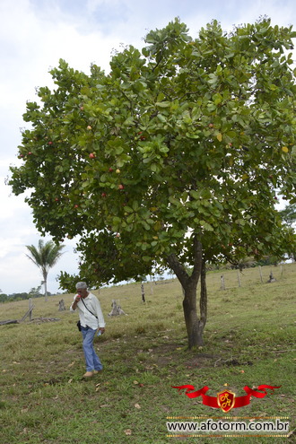 afotorm